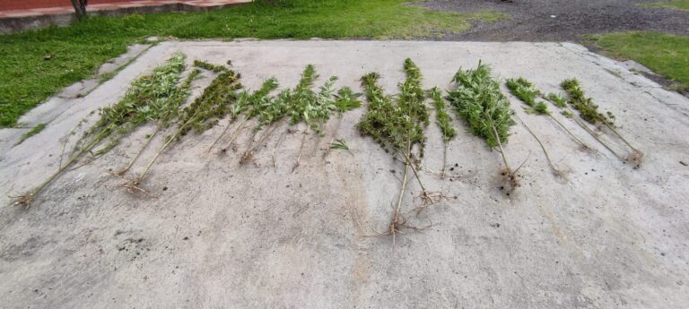 Policía localizó vivero con plantas de Cannabis
