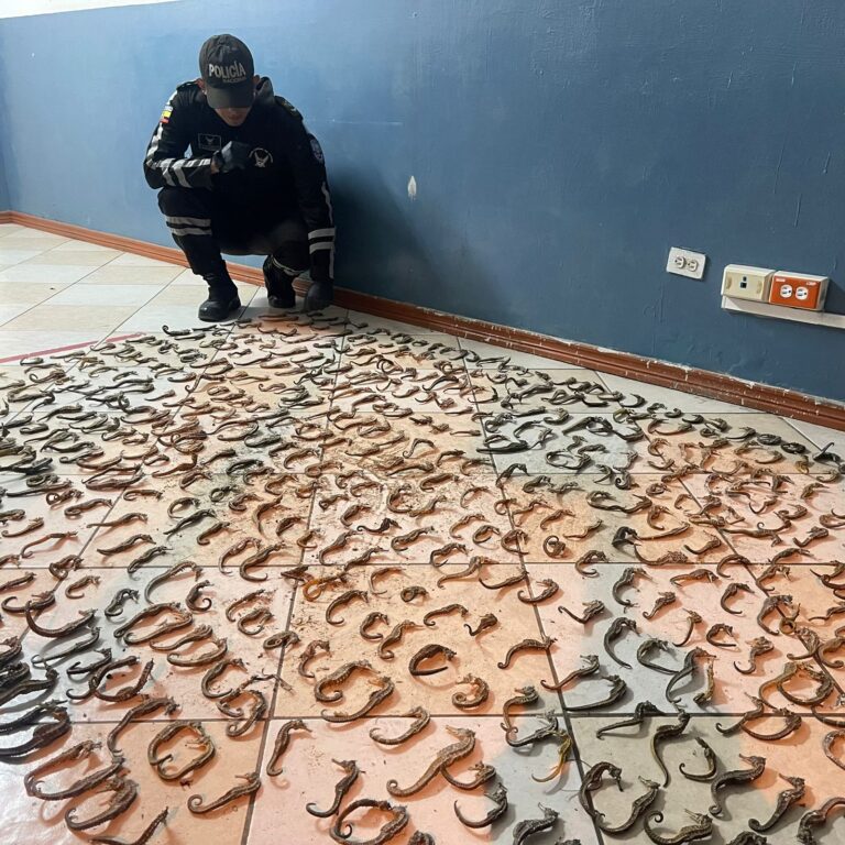 Policía decomisó cerca de 3.000 caballitos de mar en operativo en el terminal terrestre de Tulcán