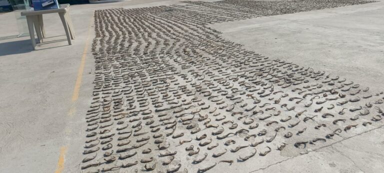 Dos aprehendidos por tráfico ilegal de especies marinas en Huaquillas