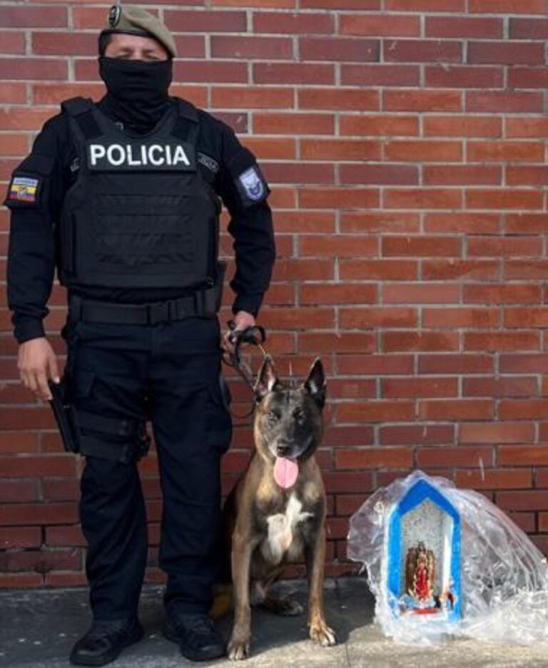 Frustramos el envío de droga valorada en más de 330 mil dólares