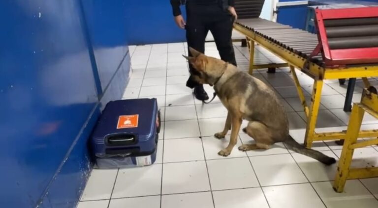 Policía Nacional frustró envío de cocaína con destino a Estados Unidos